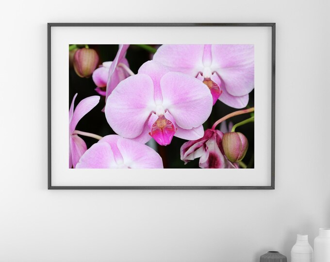 Phalaenopsis Orchid wall art, pink orchid photo, pink flower wall art, floral photography, above couch art, over bed decor, 5x7 to 32x48"