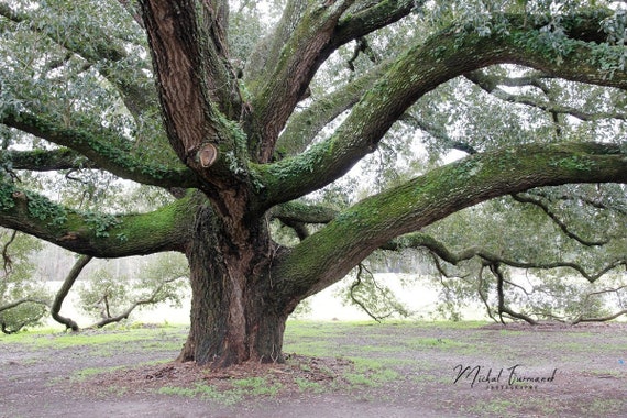 Oak Tree Print Live Oak Picture Black and White Photography | Etsy