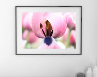 Pink Tulip photo print, blush pink wall art, floral decor, spring flower photography, paper/ canvas picture, photo gift 5x7 to 32x48"
