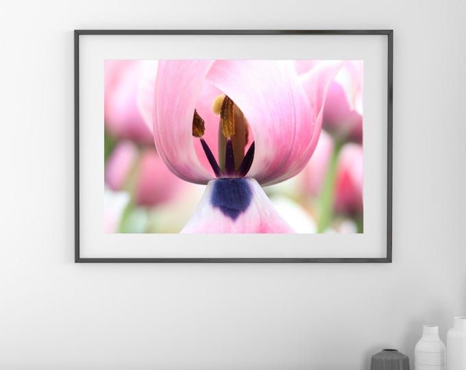 Pink Tulip photo print, blush pink wall art, floral decor, spring flower photography, paper/ canvas picture, photo gift 5x7 to 32x48"