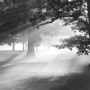 May include: A black and white photograph of a foggy forest with sunbeams shining through the trees.