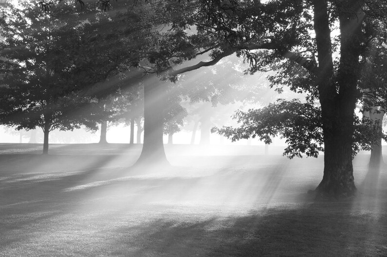 May include: A black and white photograph of a foggy forest with sunbeams shining through the trees.