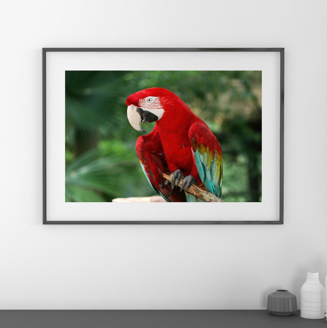 Montanari Papagallo 油彩画 50x70 cm il_1080xN.6976976247_r2cf.jpg