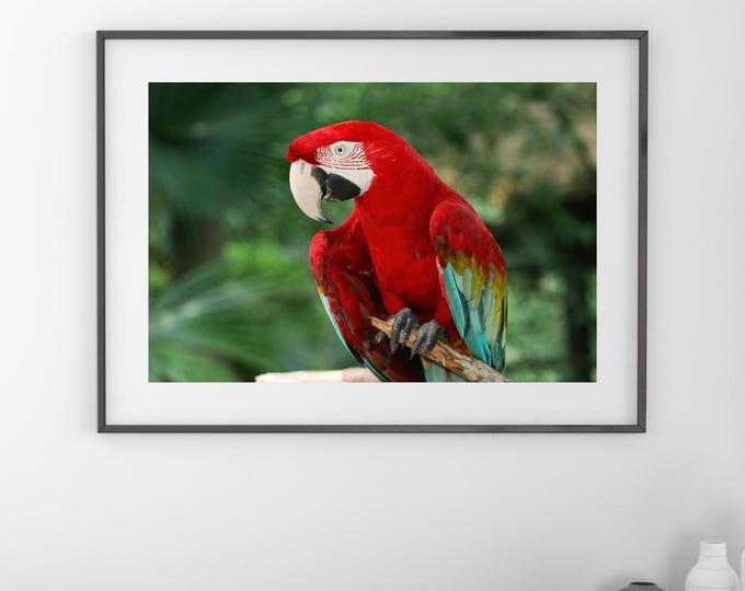 Red-and-green Macaw photo print, colorful bird wall art, red parrot wall decor, nature photography, paper, canvas 5x7 8x10 11x14 16x20 16x24