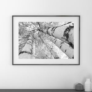Birch Trees Canopy print, Door County photo, birch tree wall art, black and white tree picture, canvas birch art decor 5x7 8x10 30x40 32x48
