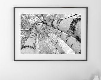 Birch Trees Canopy print, Door County photo, birch tree wall art, black and white tree picture, canvas birch art decor 5x7 8x10 30x40 32x48