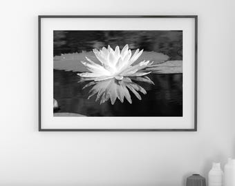 Water Lily photo print, flower art, black and white photography, large paper or canvas picture, floral wall decor, 5x7 8x10 to 32x48 inches