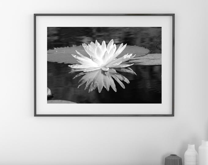Water Lily photo print, flower art, black and white photography, large paper or canvas picture, floral wall decor, 5x7 8x10 to 32x48 inches