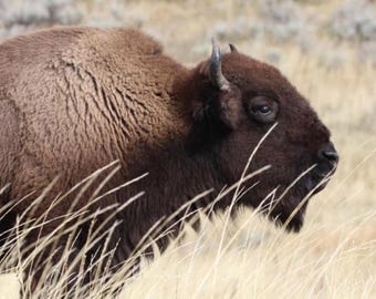 Bison photo print, buffalo wall art, Yellowstone NP picture, animal decor, American West photography, large paper or canvas, 5x7 to 24x36"