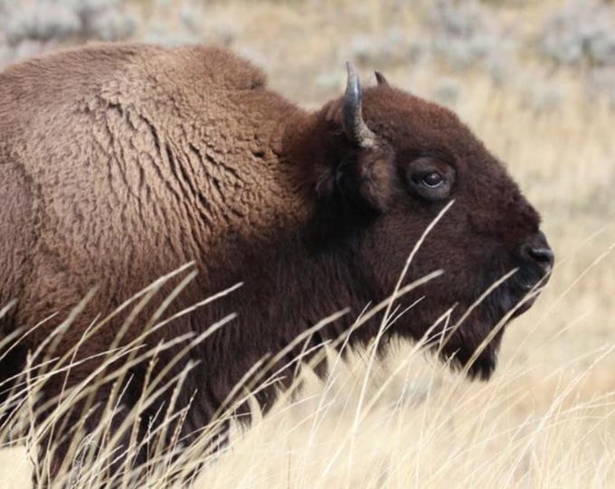 Bison photo print, buffalo wall art, Yellowstone NP picture, animal decor, American West photography, large paper or canvas, 5x7 to 24x36"