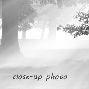 May include: A black and white photograph of a forest scene with trees and fog. The trees are silhouetted against the fog, and the light is coming through the trees.