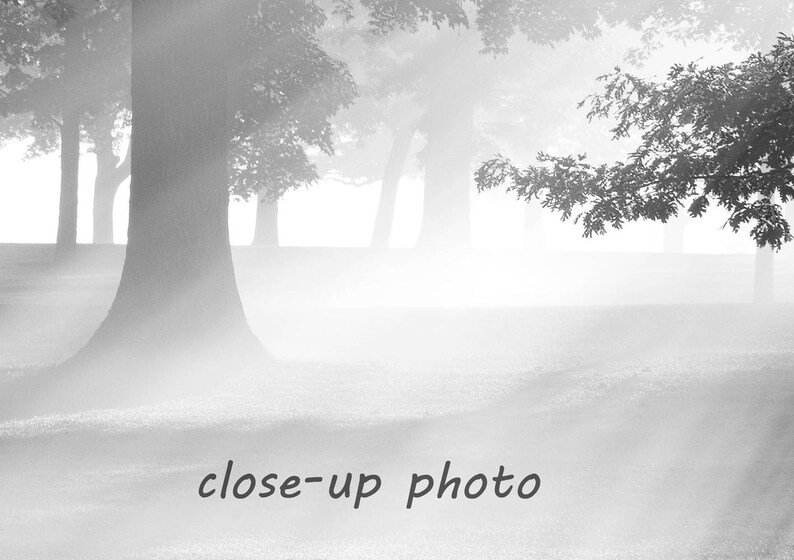 May include: A black and white photograph of a forest scene with trees and fog. The trees are silhouetted against the fog, and the light is coming through the trees.