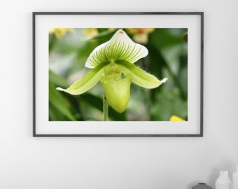 Lady's Slipper Orchid print, green and white Paphiopedilum picture, orchid lover gift, large over bed decor, floral wall art, 5x7 to 40x60"