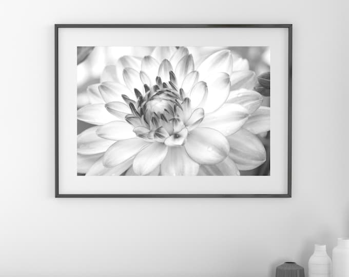 Dahlia wall art, black and white flower print, Dahlia photo, floral art, flower decor, photography, large canvas picture, 5x7 8x10 to 32x48"