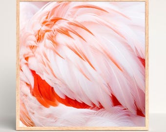 Pink Flamingo Feathers photo, square art print, 8x8 10x10 12x12 16x16 20x20 nature photography, bird picture, paper or canvas wall decor