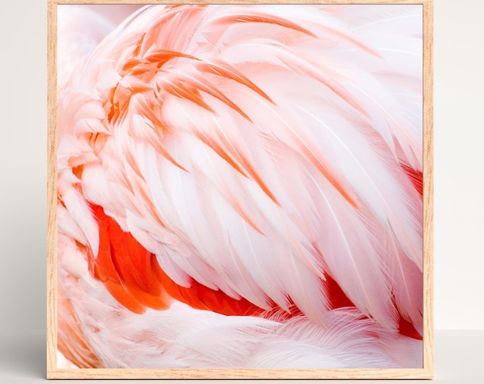 Pink Flamingo Feathers photo, square art print, 8x8 10x10 12x12 16x16 20x20 nature photography, bird picture, paper or canvas wall decor