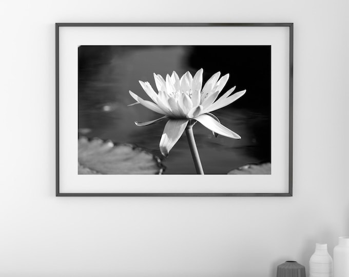 Water Lily photo print, flower art, black and white photography, large paper or canvas picture, floral wall decor 5x7 8x10 11x14 16x20 24x36