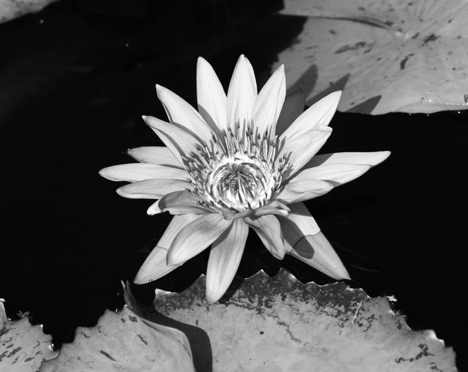 Water Lily photo print, flower art, black and white photography, large paper or canvas picture, floral wall decor, 5x7 8x10 to 40x60 inches