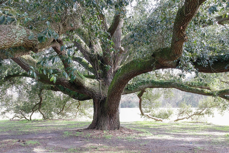 Oak Tree photo, Live Oak print, black and white art, tree wall art, Georgia photography decor, large picture or canvas 5x7 8x10 24x36 32x48 image 6