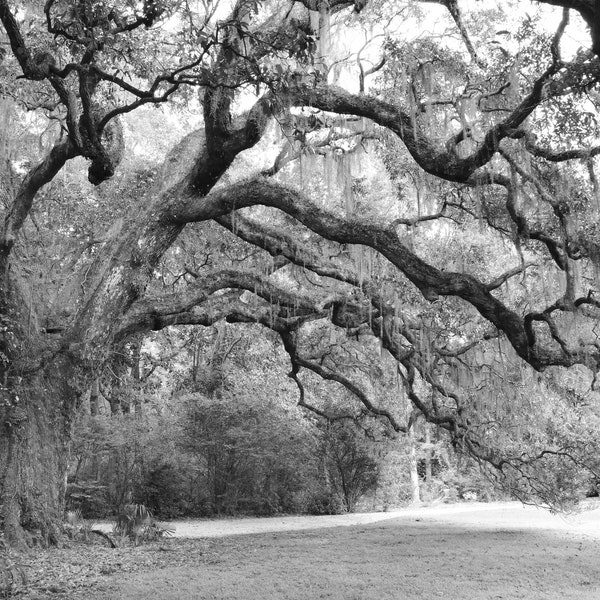 Black and white print, Live Oak Tree photo, tree photography, large South Carolina wall art decor, paper or canvas picture 8x10 11x14 40x60"