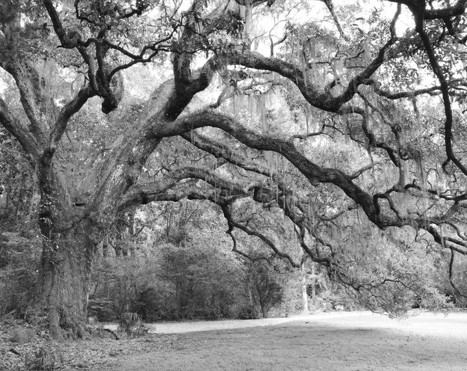Black and white print, Live Oak Tree photo, tree photography, large South Carolina wall art decor, paper or canvas picture 8x10 11x14 40x60"