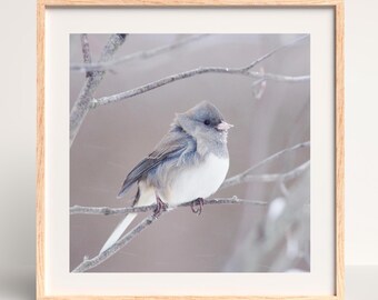 Bird wall art, Junco picture, photography prints nature art, cute winter bird wall decor, small picture 5x7 8x10, photo canvas 16x20 20x30"
