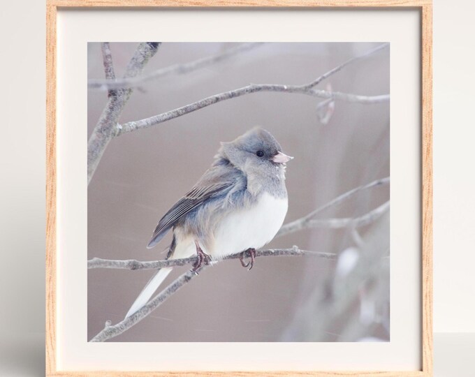 Bird wall art, Junco picture, photography prints nature art, cute winter bird wall decor, small picture 5x7 8x10, photo canvas 16x20 20x30"