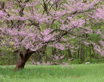 Blooming Redbud Tree print, Eastern Redbud tree wall art, tree photography art, large paper or canvas picture, sizes 5x7 to 40x60 inches