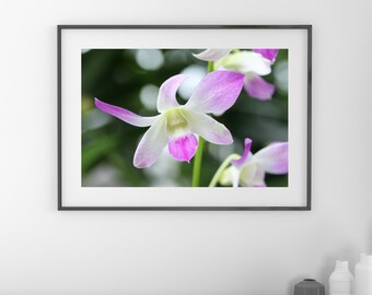 Dendrobium Orchid print, pink and white Dendrobium picture, floral art, large orchid wall art, canvas decor, framed art gift, 5x7 to 32x48"