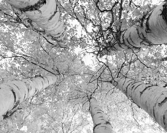 Birch Trees photo print, tree canopy wall art decor, black and white photography, birch tree picture, paper or canvas, 5x7 8x10 11x14 32x48"