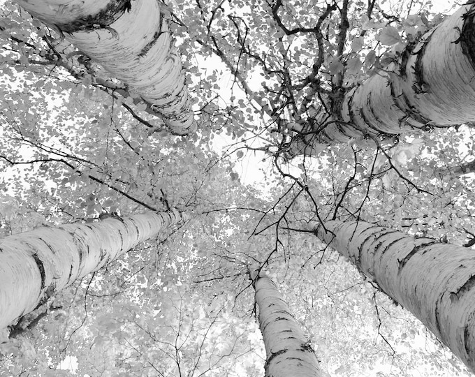Birch Trees photo print, tree canopy wall art decor, black and white photography, birch tree picture, paper or canvas, 5x7 8x10 11x14 32x48"