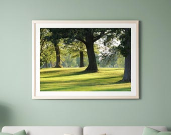 Oak Trees wall decor, photography wall art, large tree photo print, paper or canvas picture, 5x7 8x10 12x16 20x20 20x30 24x36 30x45 40x60