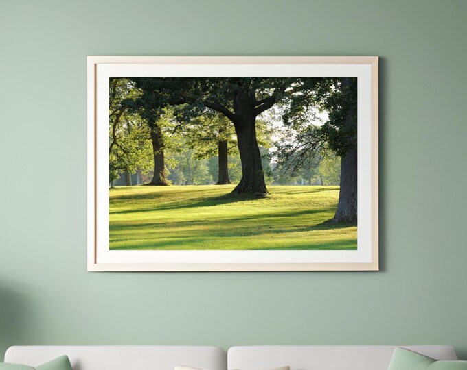 Oak Trees wall decor, photography wall art, large tree photo print, paper or canvas picture, 5x7 8x10 12x16 20x20 20x30 24x36 30x45 40x60