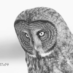 Puede incluir: Un primer plano de la cara de un b&uacute;ho real, con sus grandes ojos redondos mirando directamente a la c&aacute;mara. Las plumas del b&uacute;ho son una mezcla de gris y blanco, y su pico es afilado y puntiagudo. El fondo es un suave desenfoque blanco.