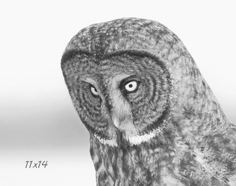 Puede incluir: Un primer plano de la cara de un b&uacute;ho real, con sus grandes ojos redondos mirando directamente a la c&aacute;mara. Las plumas del b&uacute;ho son una mezcla de gris y blanco, y su pico es afilado y puntiagudo. El fondo es un suave desenfoque blanco.