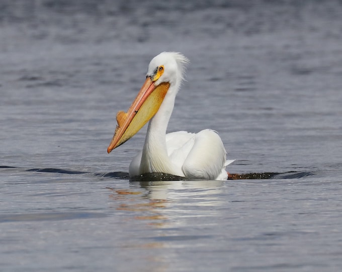 American White Pelican print, pelican decor, pelican in flight, bird wall art decor, bird photography, large pelican picture, 5x7 to 12x18"