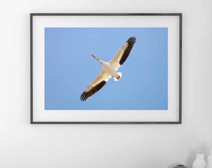 American White Pelican print, pelican decor, pelican in flight, bird wall art decor, bird photography, large pelican picture, 5x7 to 32x48"