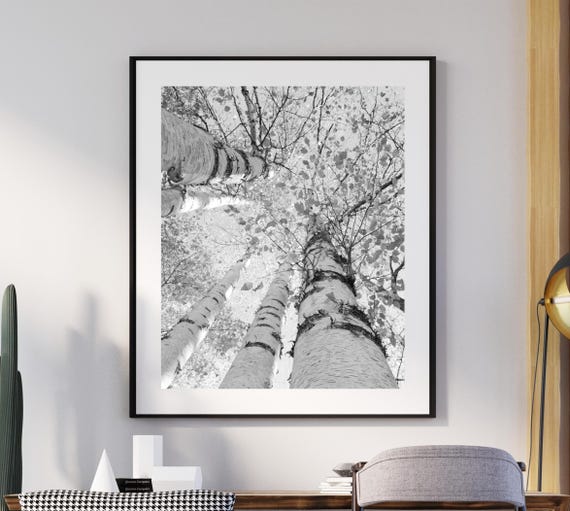 Vertical Birch Tree Canopy Print, Door County Photo, Black and