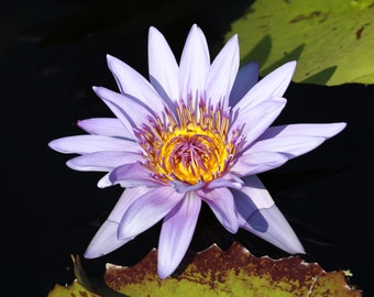 Water Lily photo print, flower art, color floral photography, large paper or canvas picture, floral wall decor, 5x7 8x10 to 32x48 inches