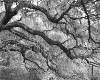 Live Oak print, picture of trees, black and white tree art, tree photography, South Carolina wall art, oak tree photo, canvas, 5x7 to 40x60"