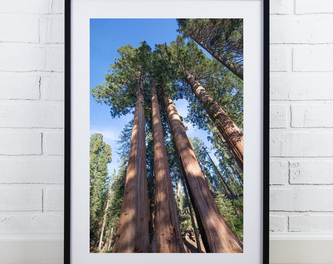 Giant Sequoias print, redwoods tree photography, Sequoia National Park picture, vertical wall art, large framed photo/ canvas, 5x7 to 40x60"