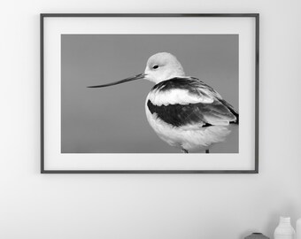 American Avocet print, black and white bird art, shorebird photo, lake house decor, bird art, framed bird art, bird on canvas, 5x7 to 16x24"