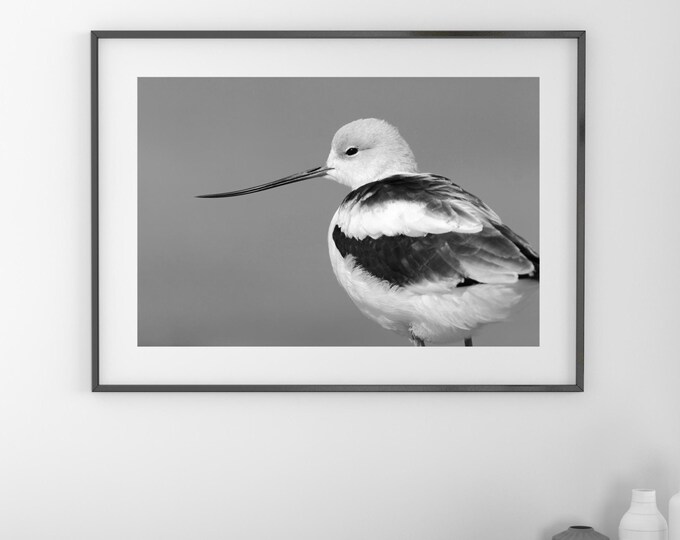 American Avocet print, black and white bird art, shorebird photo, lake house decor, bird art, framed bird art, bird on canvas, 5x7 to 16x24"