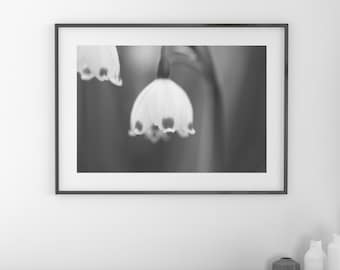 Summer Snowflake photo print, Snowdrop flower art, floral wall decor, black and white photography, large paper canvas picture, 5x7 to 32x48"