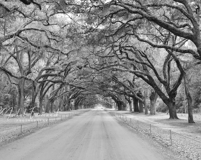 Alley of Live Oaks photo, black and white tree art, alley of trees picture, tree tunnel print, Georgia wall decor, 5x7 to 16x24 24x30 40x60"