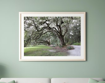 Live Oak trees photo print, tree photography, picture of southern oaks with Spanish moss, tree wall decor, paper or canvas, 5x7 to 40x60"