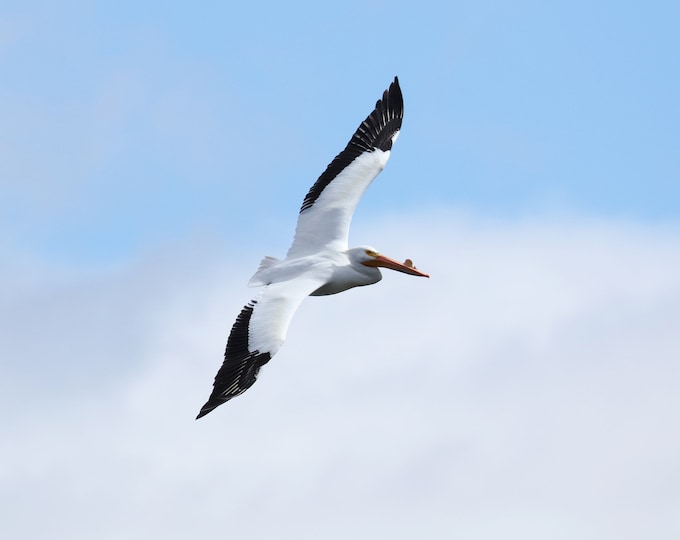 American White Pelican print, pelican in flight photo, bird art, bird wall decor, nature photography, pelican picture decor, 5x7 to 16x24"