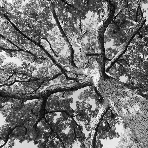 Oak Tree Wall Art Black And White Photography Large Photo Etsy