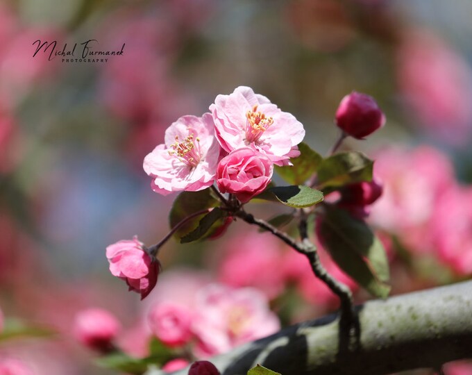 Pink Crabapple Blossom, tree photo print, floral art, photography wall decor, large paper or canvas picture, 5x7 8x10 to 32x48"