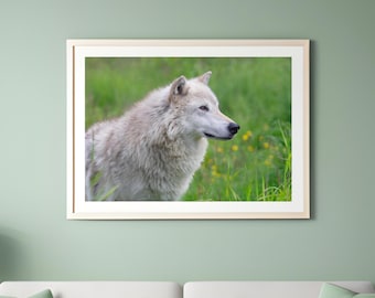 Wolf photo print, Wolf portrait, wildlife photography, wolf pictures, animal wall art decor, large paper or canvas picture, 5x7 to 40x60"